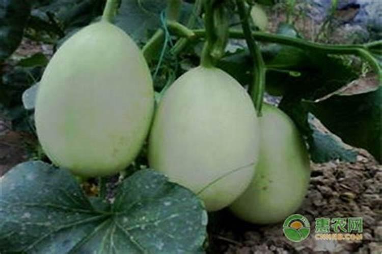 甜瓜座果期用什么叶面肥效果好？甜瓜挂果期用哪种水溶肥效果好？