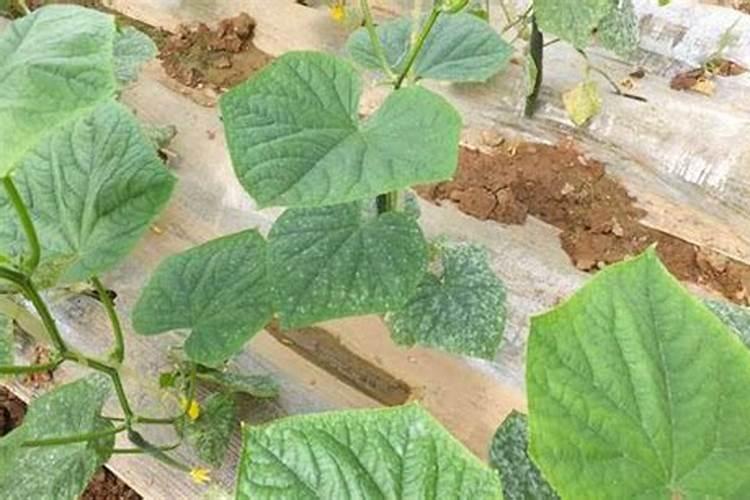 黄瓜施肥过多快死了如何救治