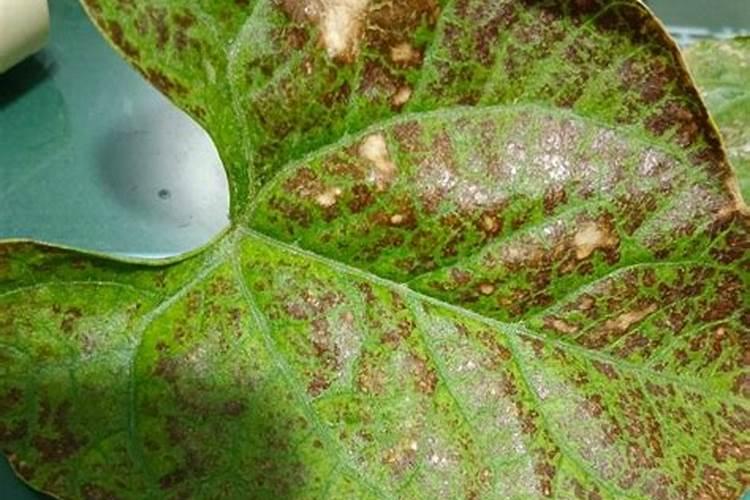 芸豆长势旺做不住角怎么办