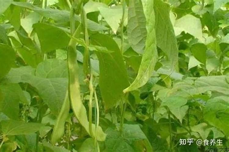 芸豆的需肥规律是什么？如何正确施肥？