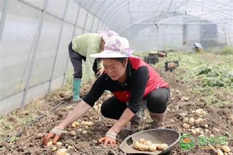 冲施肥的使用方法