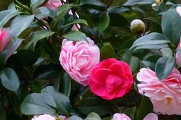 山茶花应该怎样施肥