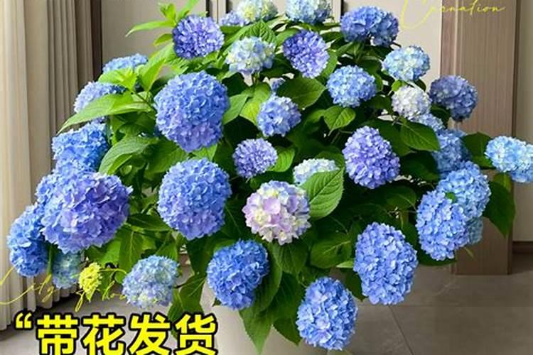 为什么无尽夏的花苞会干枯无尽夏怎么开花多