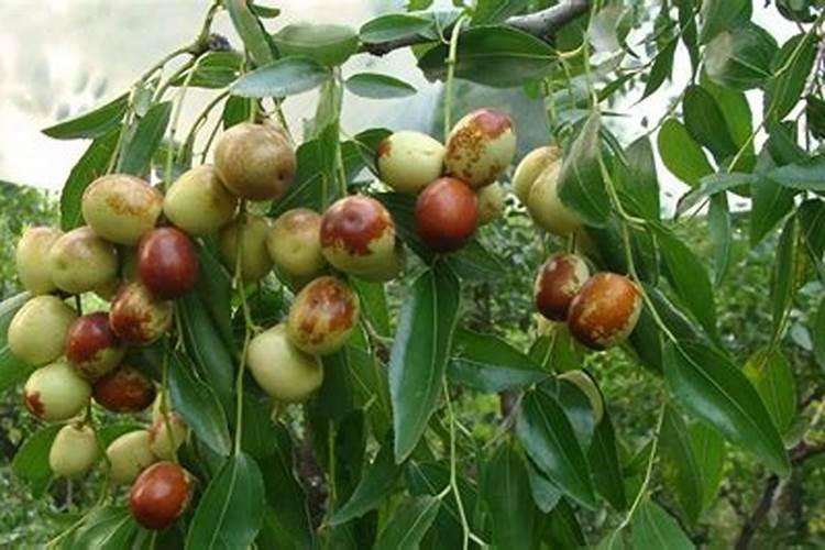 如何把蓬莱松种好