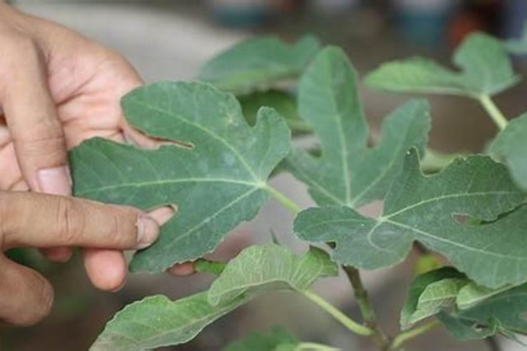 无花果施肥的正确方法