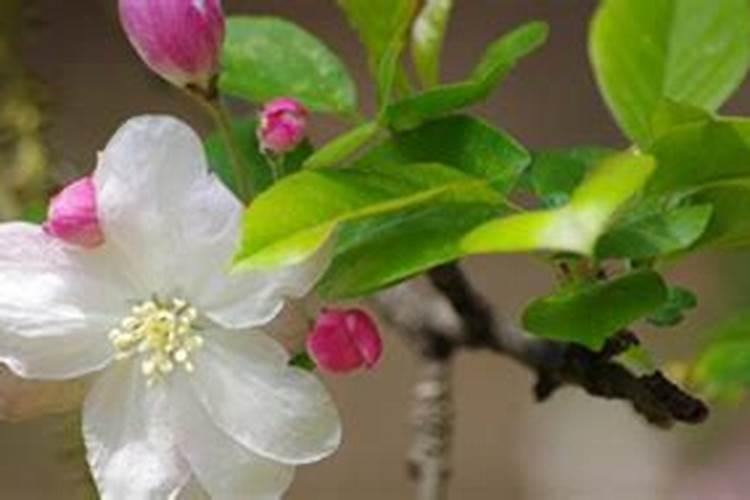 海棠果移栽方法