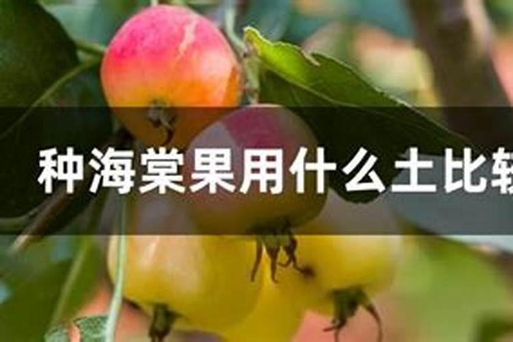 海棠果是怎样养护和繁殖的？