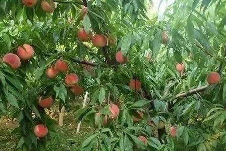 桃树花后施什么肥