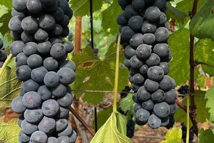 半夏种植技术及亩收益