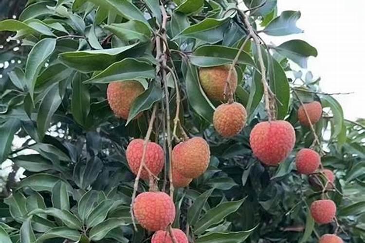 荔枝树生长期适合什么肥料施肥