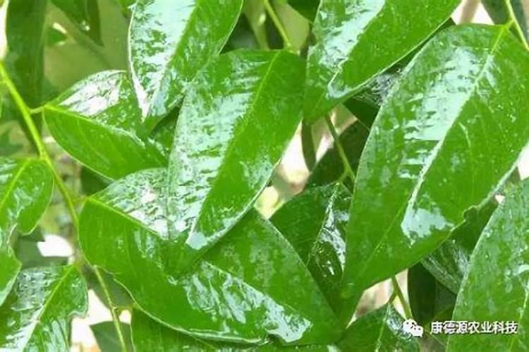 园林植物常见病虫害防治方法