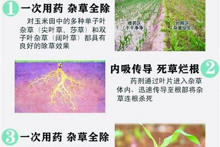 玉米大喇叭口期不缺氮素应注重喷施什么叶面肥