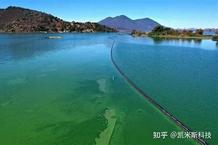 池塘水变绿咋处理