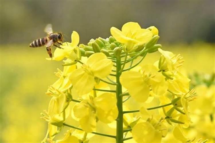 油菜缺钾该怎么施肥 我家地特别潮湿 请教施肥方法 怕浇水苗烂