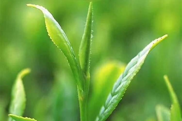 茶叶叶面肥施尿素好不好,复合肥能当茶叶的叶面肥吗