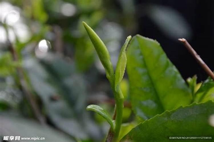 有人试过用爱多收喷茶树吗？效果如何？