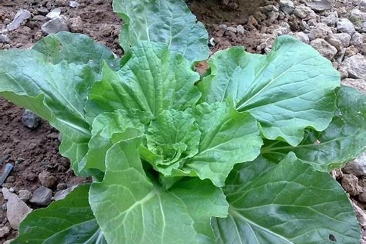 种植大白菜什么时候追肥(大白菜出苗后什么时候追肥)