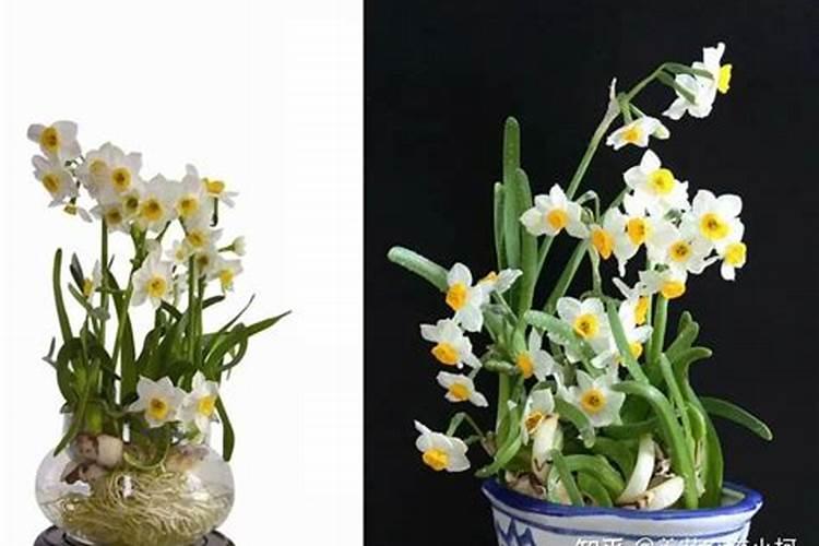 水培水仙开花后怎么处理