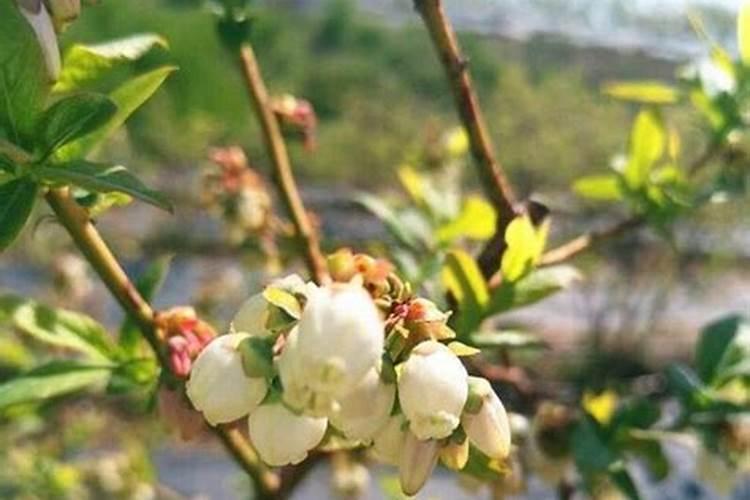 油桃裂果的防治方法