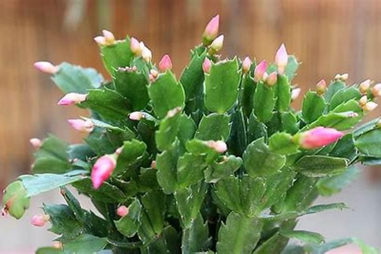 蟹爪兰的养殖方法和注意事项