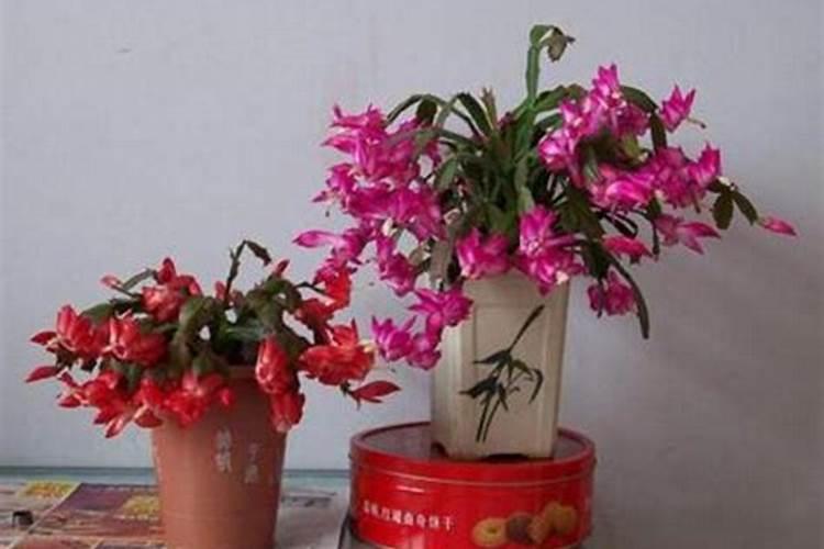 蟹爪兰适合施什么肥