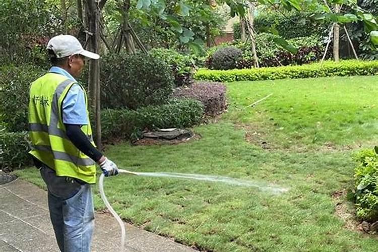 剪股颖草坪修剪后什么时候施肥