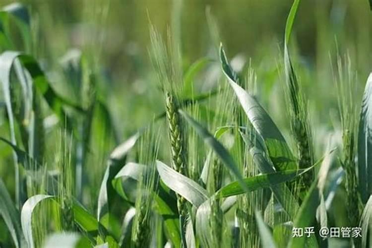 小麦专用肥氮磷钾比例多少合适