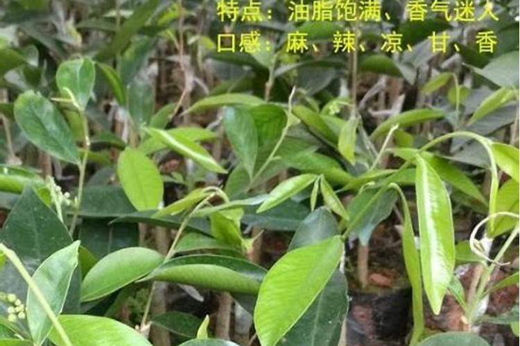 奇楠沉香树苗怎样种植？奇楠苗种植方法
