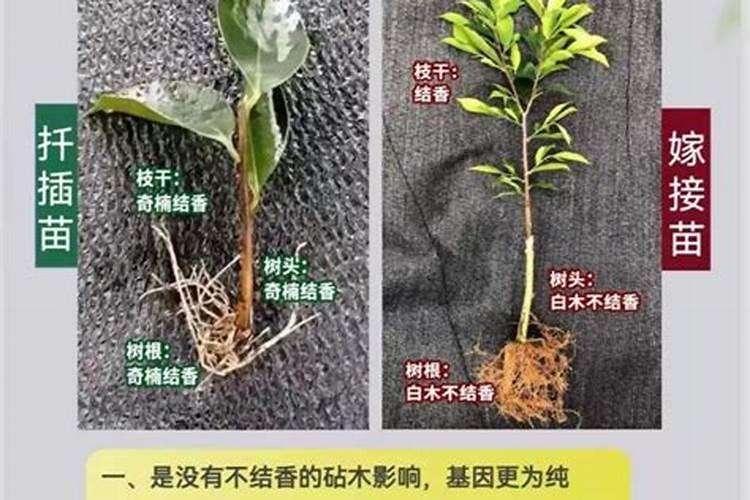 奇楠沉香树苗怎样种植？奇楠苗种植方法