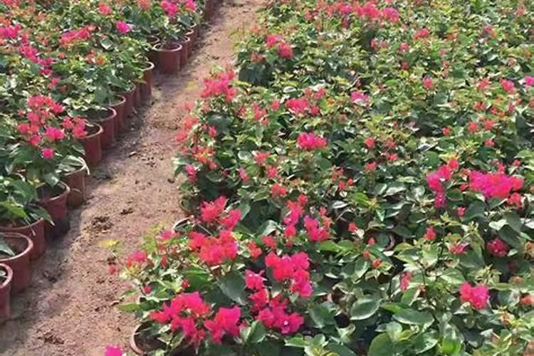 三角梅什么时间施肥好？