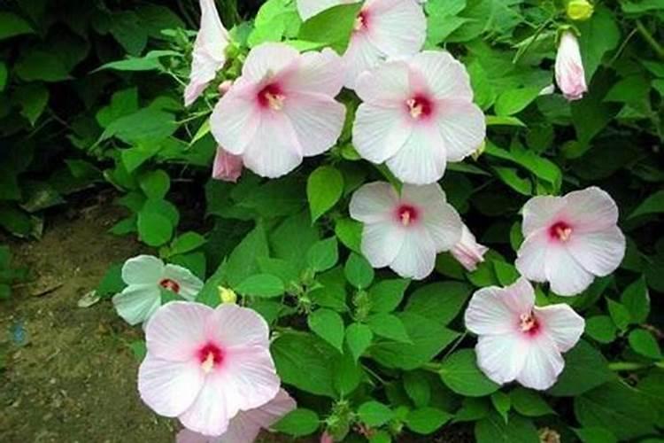 芙蓉花花期可以施肥吗 芙蓉花施什么肥长得更加旺盛