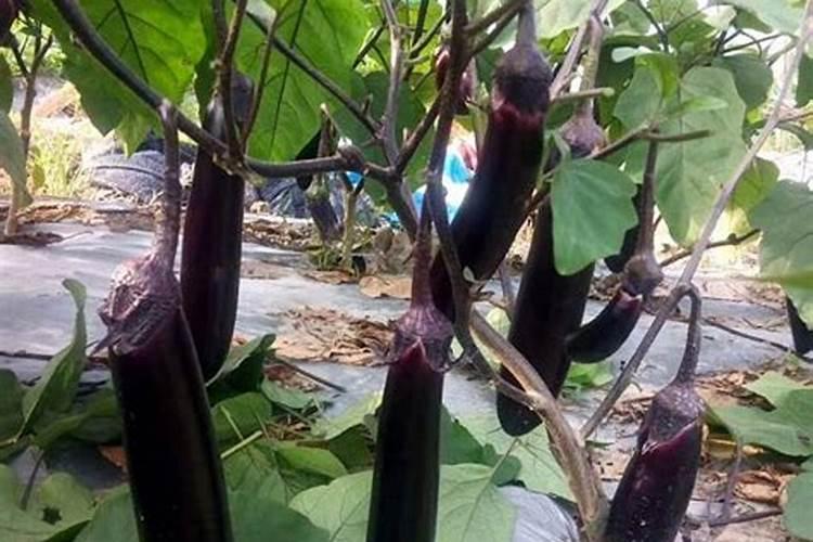 钙元素和硼元素供应不足,是造成茄子裂果的重要原因吗？