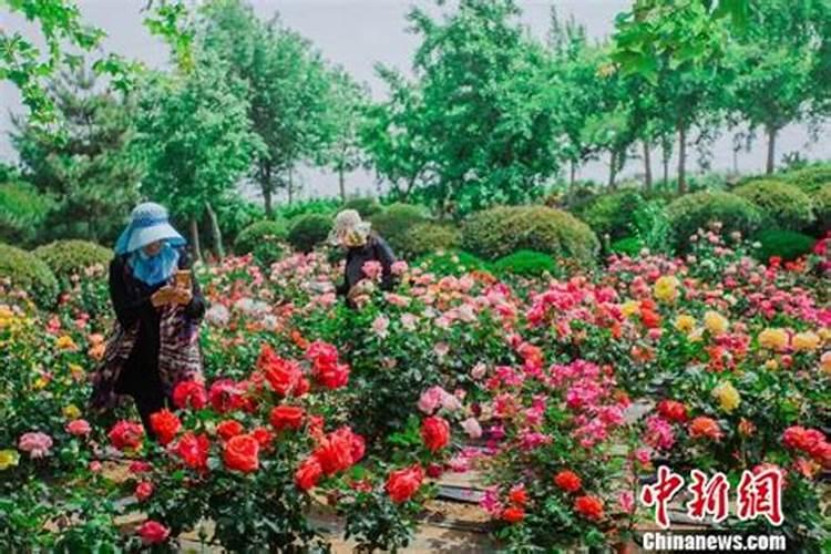 大家知道月季僵苗有什么办法吗