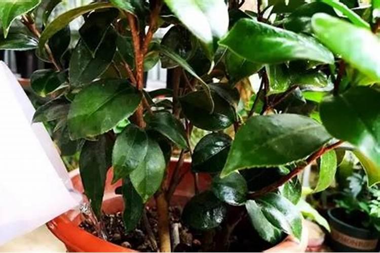 艾草如何种植方法