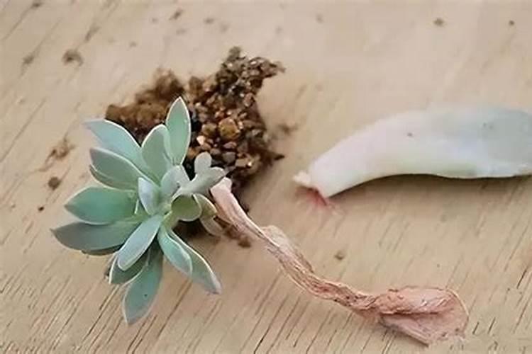 多肉植物施肥用什么好 多肉植物施的肥