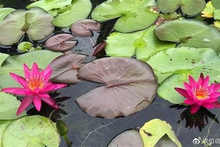 荷花在种植过程中,都需要用到哪种肥料？