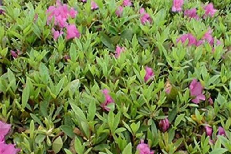 大蒜几月份用高钾水溶肥？