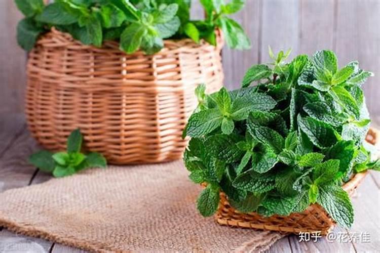 薄荷如何施花肥