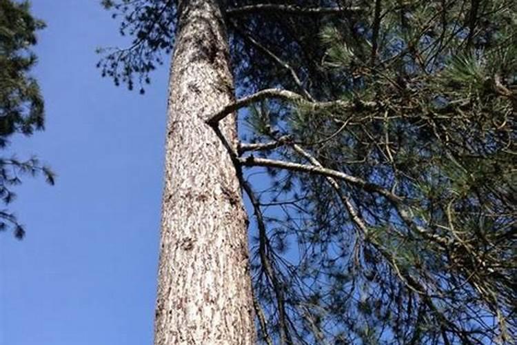 种松树一般施什么肥料