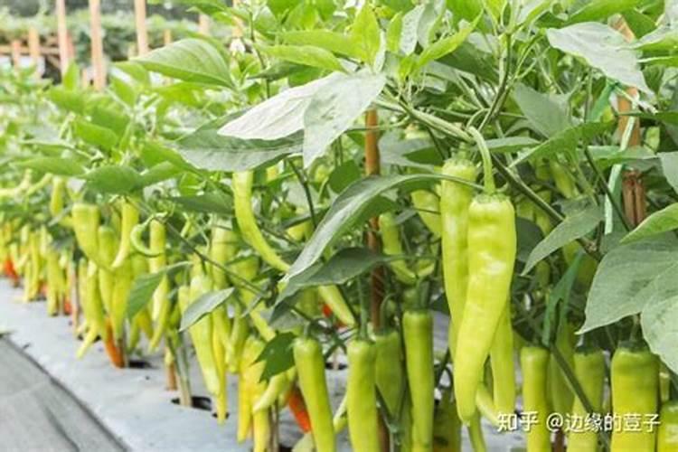 大葱用什么肥料长势好？大葱追施什么肥料效果好？