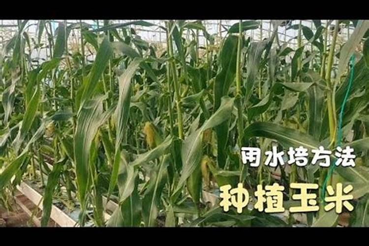 水培郁金香可以放肥料吗 水培郁金香的方法