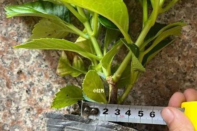 绣球花施什么肥最好