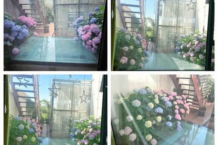 绣球用什么肥料最好