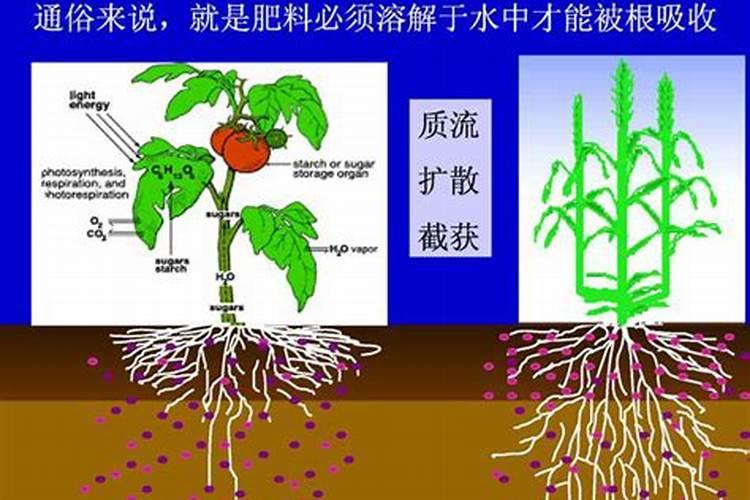 红枫树最好的肥料是什么？