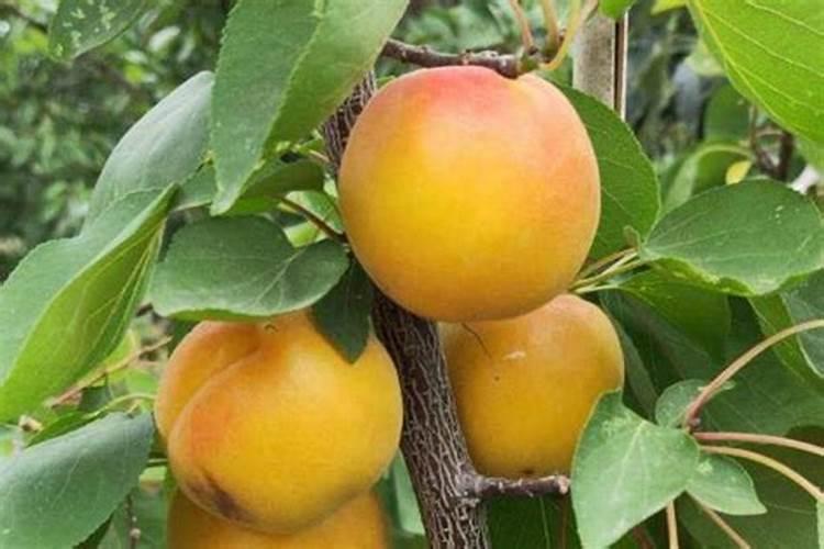 杏树几月施肥师什么肥最好