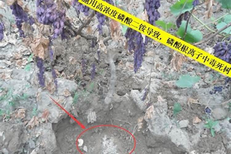 葡萄肥害如何解救