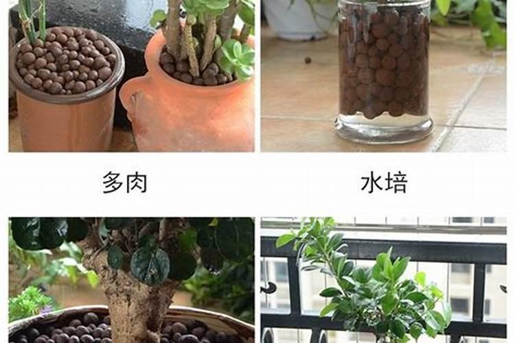 水草泥能养花吗 苔藓、生石灰、咖啡渣可以做肥料吗