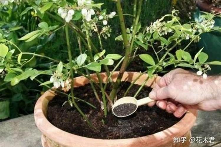 自制叶面肥经典配方