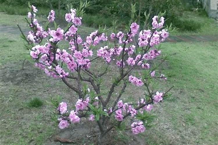 小桃树采用何种施肥方式最为理想