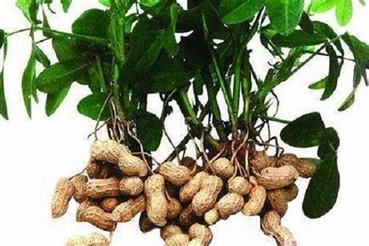 花生下针期打调环酸钙行吗